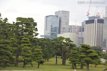 松树