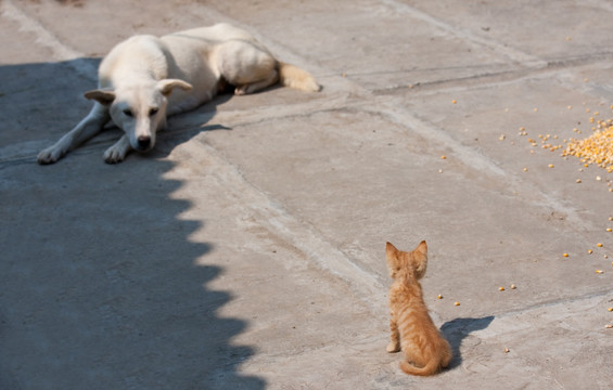 狗与猫