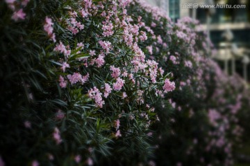 植物花卉