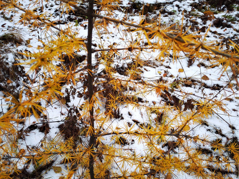 下雪的松林落叶松