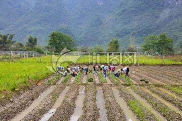 广西巴马风光 种田 劳动