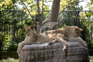 动物园的狮子