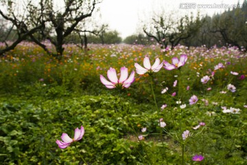 格桑花