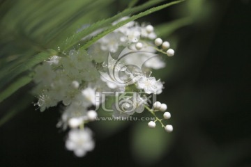 珍珠梅 绿化花卉