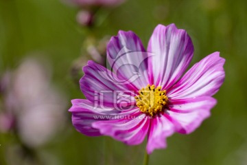 格桑花 波斯菊