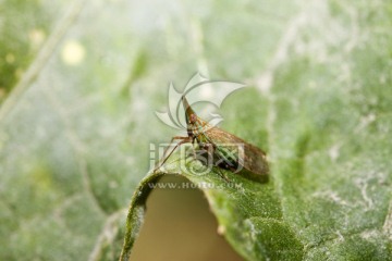 中野象蜡蝉 伯瑞象蜡蝉