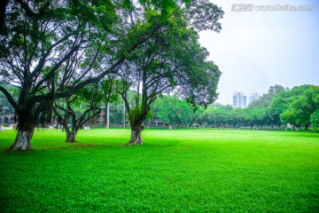 中山大学草坪风景