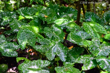 雨后野芋