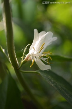 金银花