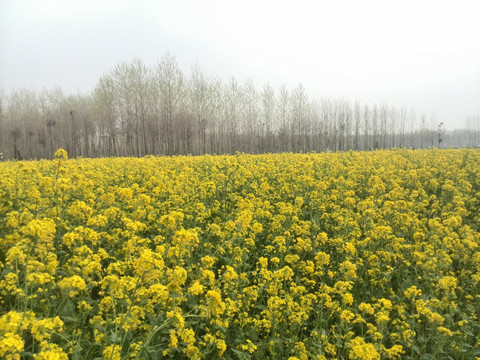 油菜地