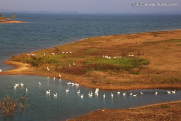 鹅 家禽 湿地