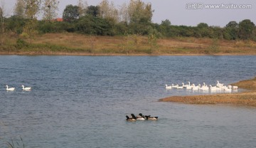 鹅 家禽 湿地