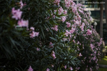 植物花卉