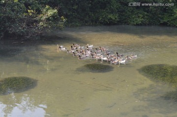 鸭群