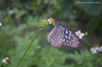 花蝴蝶