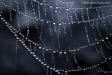 雨后的蜘蛛网