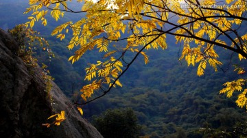 秋天 树叶 黄叶