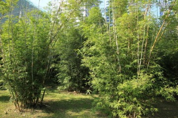 风景竹