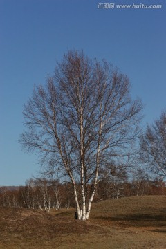 孤独的白桦树