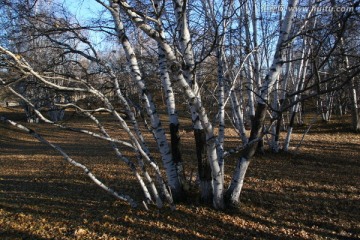 白桦树