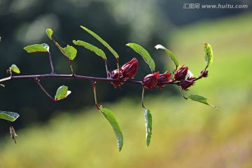 洛神花