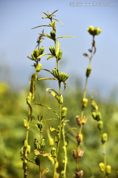 芝麻