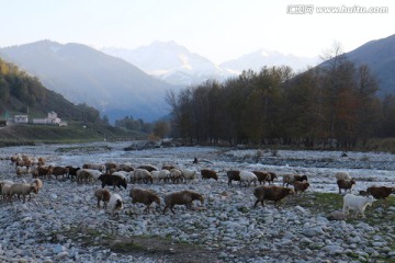 山沟里暮归的羊群