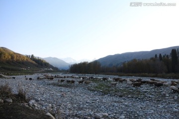 山沟里暮归的羊群