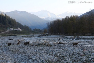 山沟里暮归的羊群