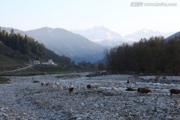 山沟里暮归的羊群