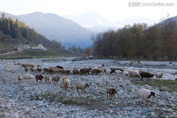 山沟里暮归的羊群