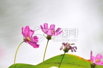 格桑花