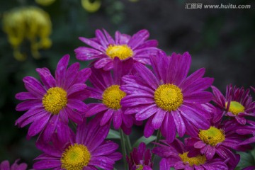 高清菊花