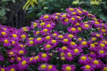 高清菊花