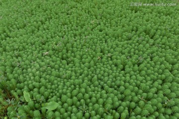 水草背景