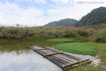 深秋的芦苇