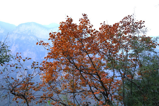 高山植物