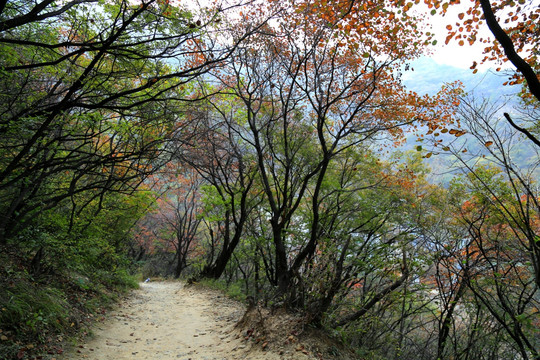 山间小路