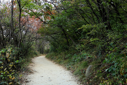 山区小路