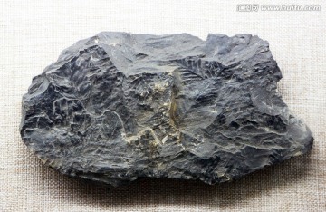 侏罗纪枞形化石
