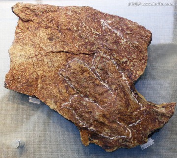 白垩纪粗壮龙足迹化石