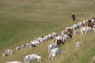 羊群 农林牧渔 草原