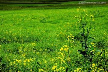 油菜花油菜田