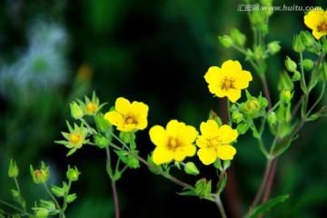 黄色野生小花