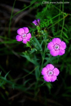 野生石柱花