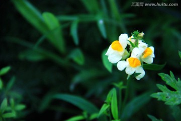 大兴安岭野生柳穿鱼花