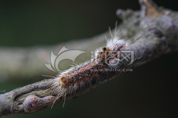 毛虫 caterpillar