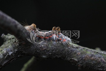 毛虫 caterpillar