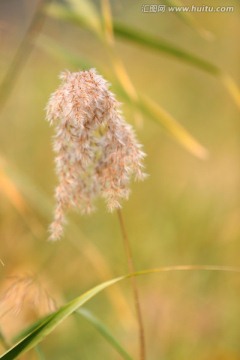 芦苇花