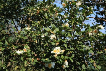 油茶花